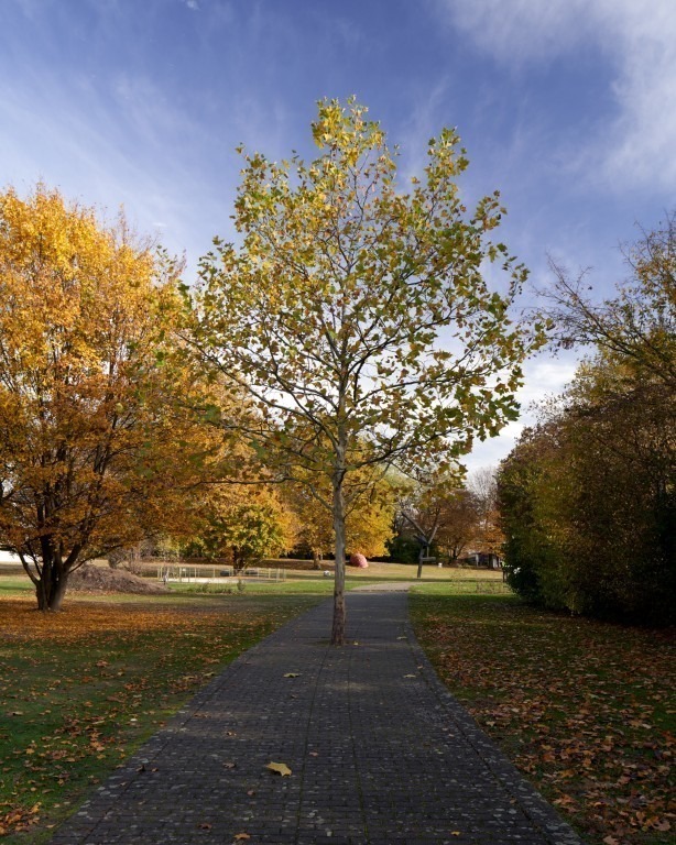 Fotograf: Veit Landwehr · Stiftung Skulpturenpark Köln · © VG Bild-Kunst, Bonn, 2024, Stiftung Skulpturenpark Köln, 2024