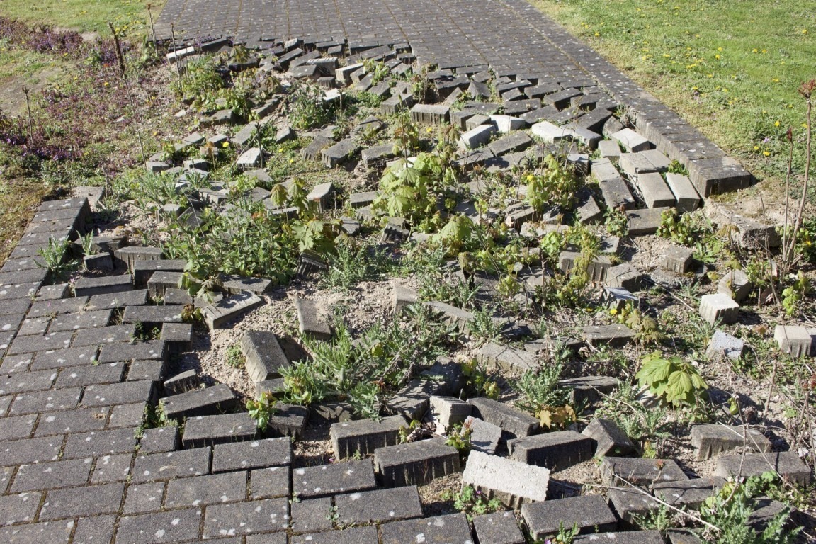 Fotograf: Simon Vogel · Courtesy of Studio Lois Weinberger · Gefördert von der Stiftung Skulpturenpark Köln · © Stiftung Skulpturenpark Köln, 2024