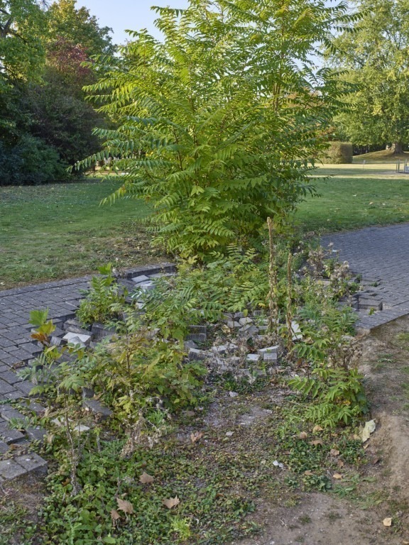 Fotograf: Simon Vogel · Courtesy of Studio Lois Weinberger · Gefördert von der Stiftung Skulpturenpark Köln · © Stiftung Skulpturenpark Köln, 2024